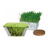 Wachstums-Kästchen Katzengras mit Logo