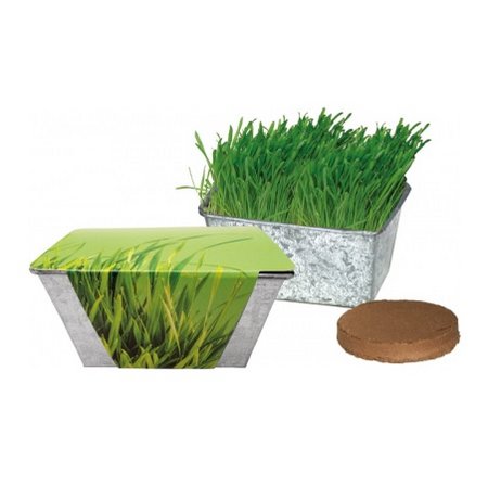 Wachstums-Kästchen Katzengras mit Logo