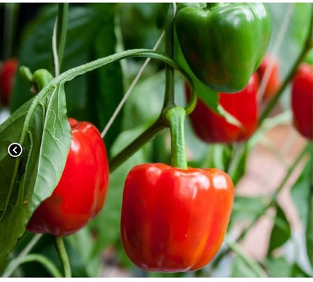Naschgemüse Colour Paprika mit Logo