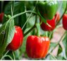 Naschgemüse Colour Paprika mit Logo