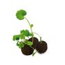 Das Grüne vom Ei - Flower-Ball Box als Werbegeschenk