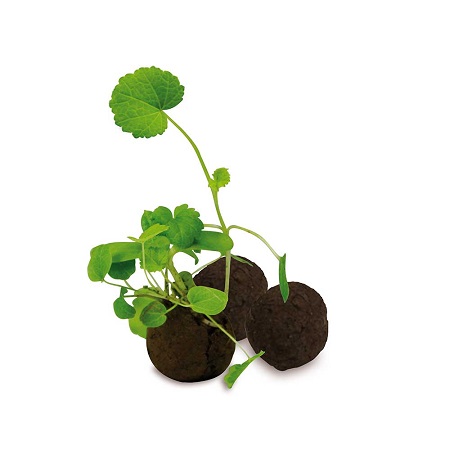 Das Grüne vom Ei - Flower-Ball Box als Werbegeschenk