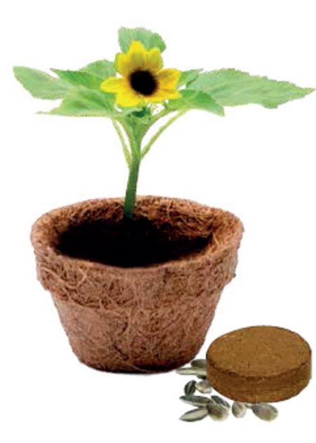 Kokos-Topf klein, Bio-Sonnenblume mit Logo oder Werbung