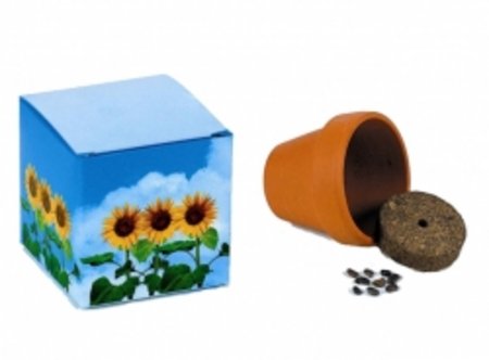 Würfel Sonnenblume mit Werbung oder Logo