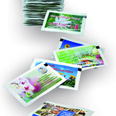 Samen-Briefchen mit Werbung oder Logo